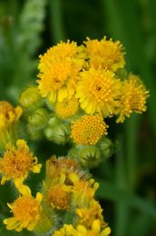 Senecio congestus